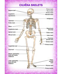 Cilvēka skelets (A4)