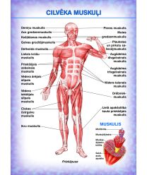 Cilvēka muskuļi (A4)