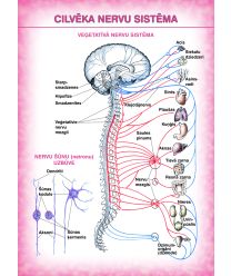Cilvēka nervu sistēma (A4)