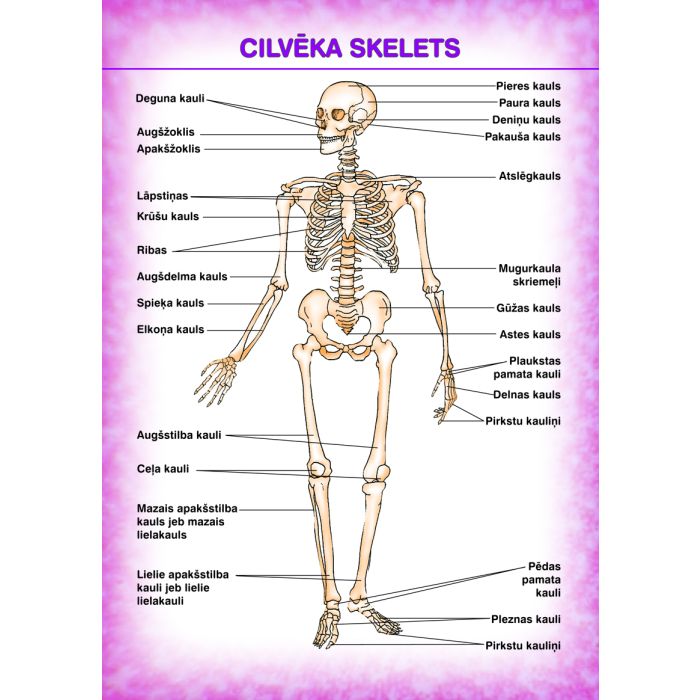 Cilvēka skelets (A4)