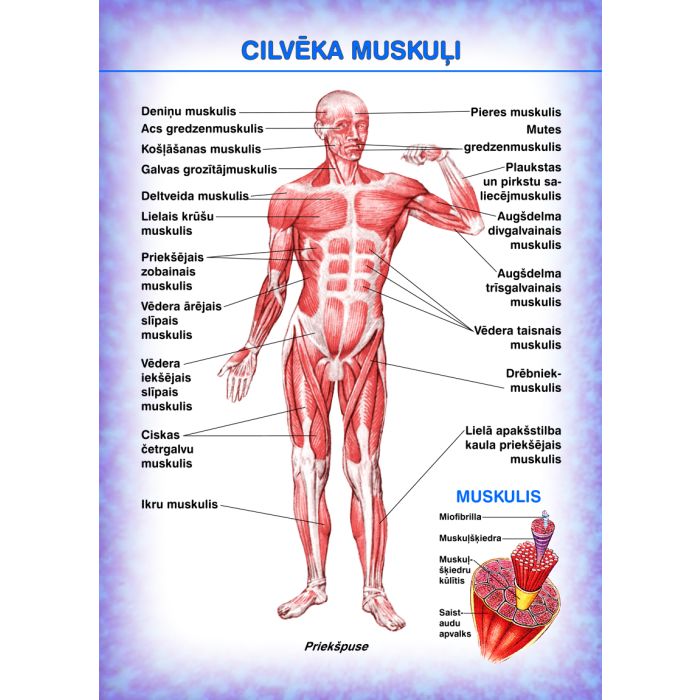 Cilvēka muskuļi (A4)