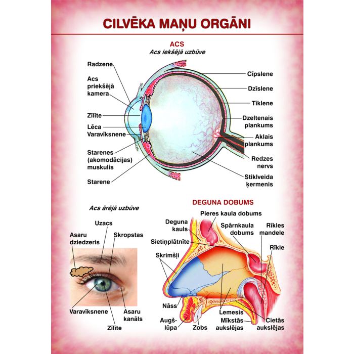 Cilvēka maņu orgāni (A4)