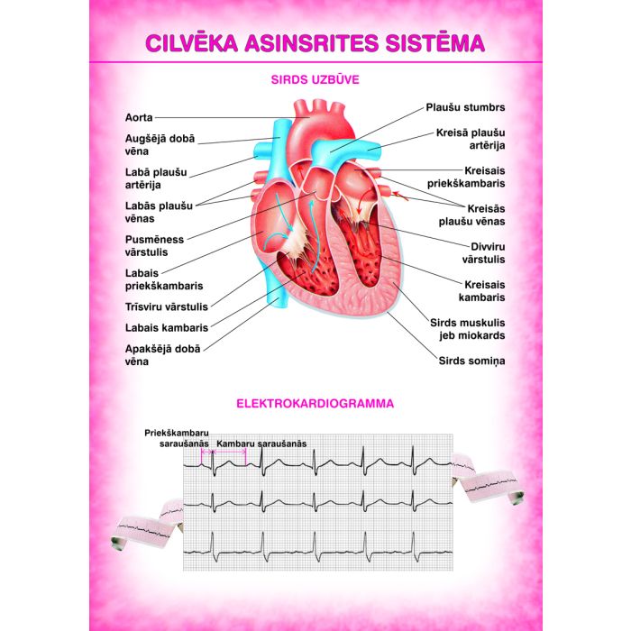 Cilvēka asinsrites sistēma (A4)