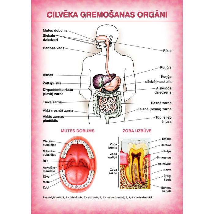 Cilvēka gremošanas orgāni (A4)