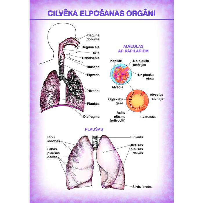 Cilvēka elpošanas orgāni. Cilvēka urīnizvadorgāni (A4)