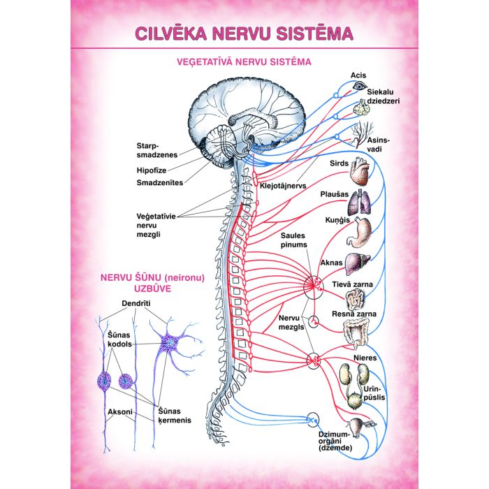 Cilvēka nervu sistēma (A4)