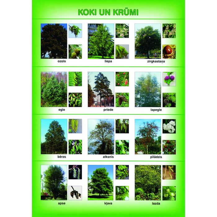 Koki un krūmi (A4)