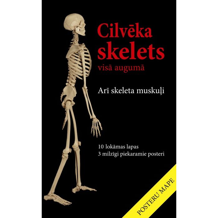 Cilvēka skelets visā augumā (11 plakāti)