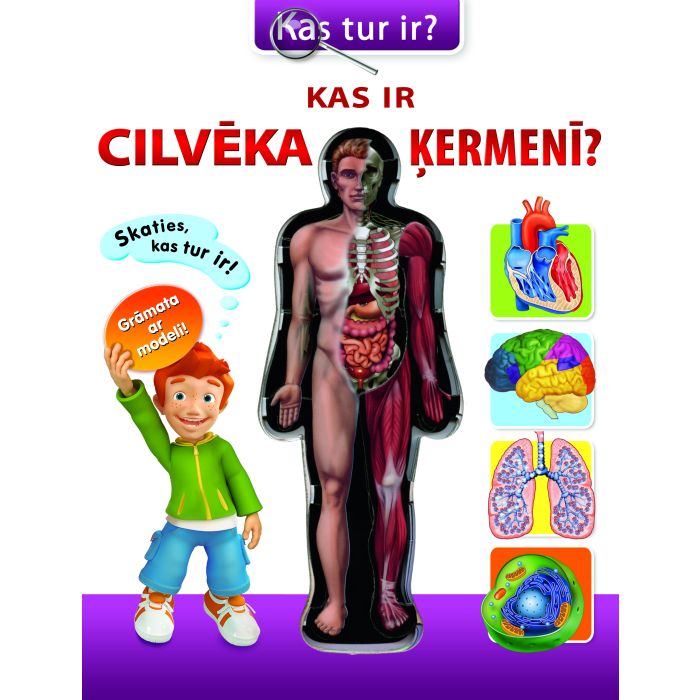 Kas ir cilvēka ķermenī?